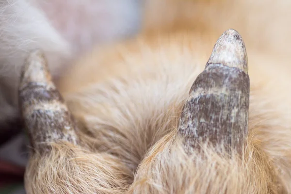 Yavru Keçi Boynuzlarını Kapatın — Stok fotoğraf
