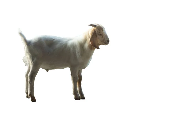 Shot Baby Goat Isolated — Stock Photo, Image