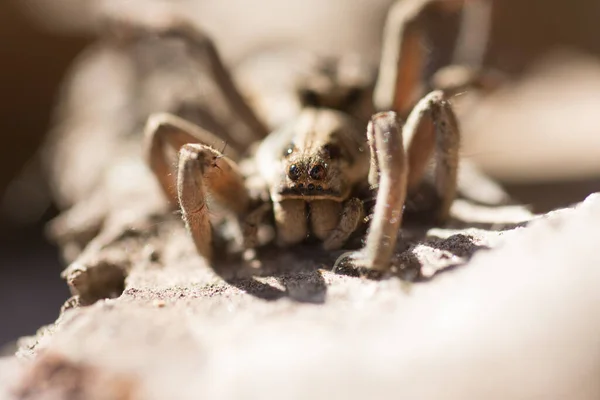 野外一只蜘蛛狼Lycosa Tarantula的画像 — 图库照片