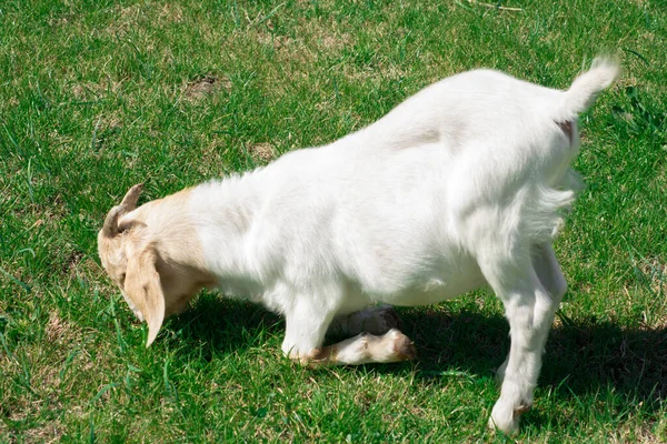 Shot Baby Goat Farm — Stock Photo, Image
