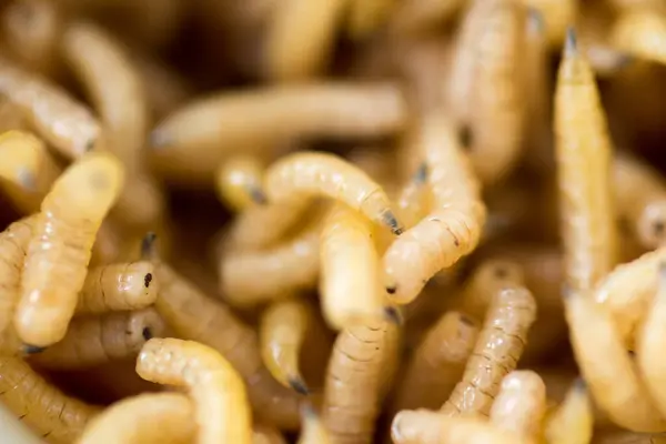 Macro Shot Fly Worms — Stock Photo, Image