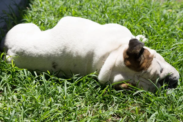 Englische Bulldogge Ruht Der Sonne Garten — Stockfoto