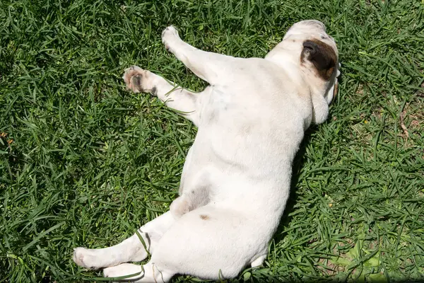 Bulldog Inglês Descansando Sol Jardim — Fotografia de Stock