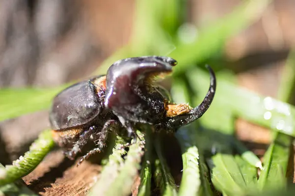 Big Horned Beetle Xylotrupes Gideon — Stock Photo, Image
