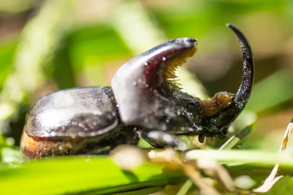 Big Horned Beetle Xylotrupes Gideon — Stock Photo, Image