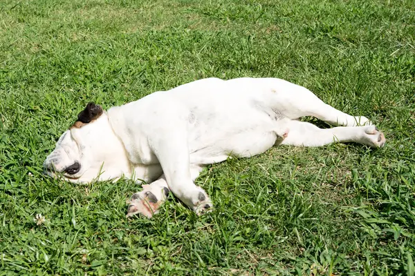 Bulldog Inglês Descansando Sol Jardim — Fotografia de Stock