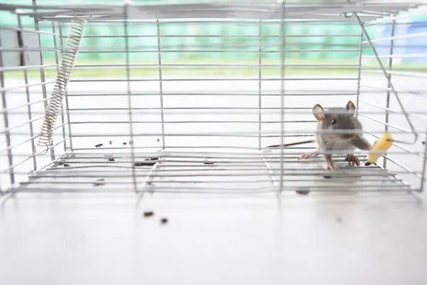 老鼠被困在装有奶酪的笼子里 — 图库照片