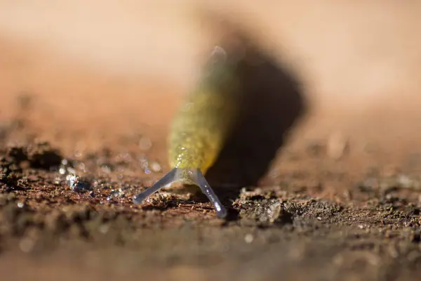 Macro Shot Slug Worm Garden — Stock Photo, Image