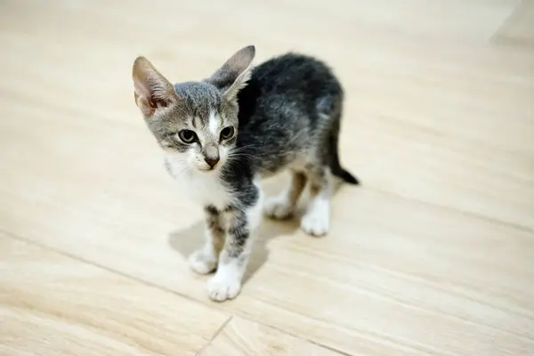 カメラを見ている木の床に灰色の赤ん坊の子猫 — ストック写真