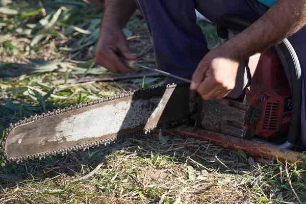 Woodcutter sharpening chainsaw chain
