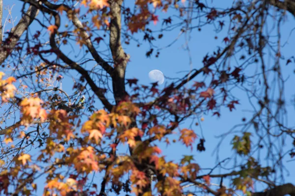 Shot of the moon seen by day between trees
