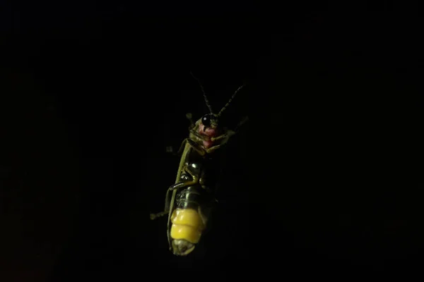 Shot Firefly Insect Night — Stock Photo, Image