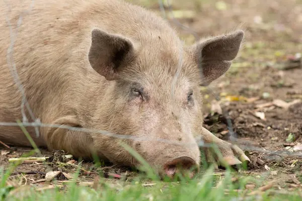 睡在农场里的猪 — 图库照片
