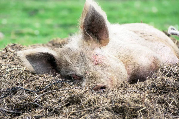 睡在农场里的猪 — 图库照片