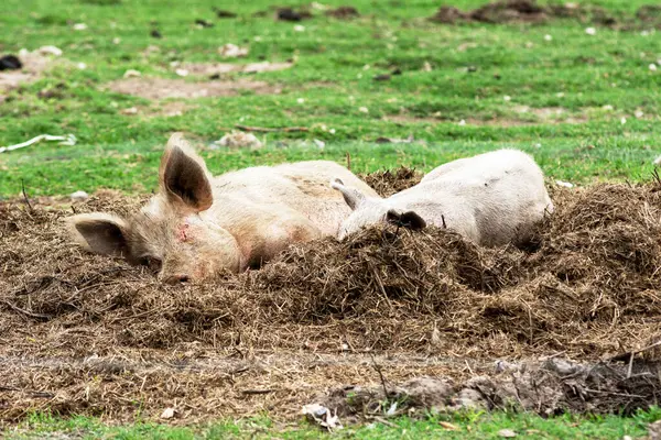 Porco Dormindo Fazenda — Fotografia de Stock