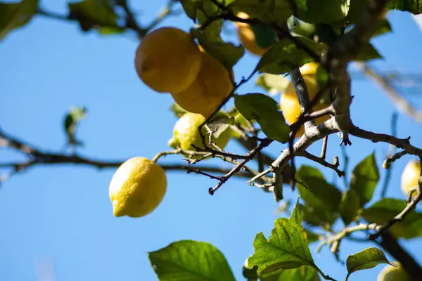 Zitronenbaumfrüchte Gegen Blauen Himmel lizenzfreie Stockbilder
