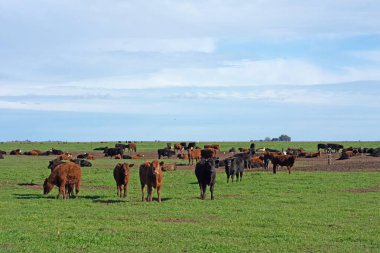 Tarlada Hereford ve Angus Sığırları