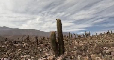 Cardon Kaktüsü Jujuy Eyaleti, Arjantin 'deki Quebrada de Humahuaca' da.