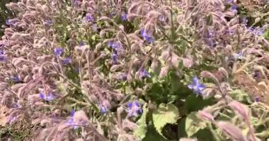 Tilcara Borage Fabrikası, Jujuy Eyaleti, Arjantin