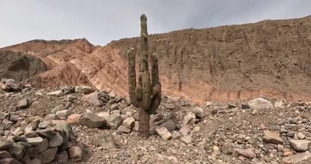 Cardon Cactus Στην Quebrada Humahuaca Στην Επαρχία Jujuy Αργεντινή — Αρχείο Βίντεο