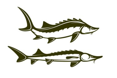 Bir mersin balığı vektörünün görüntüsü