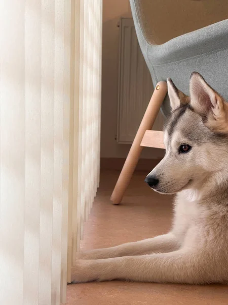 Beautiful Husky Dog Looking Out Window — Stock Photo, Image