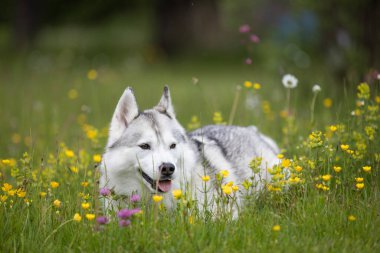 Çayırdaki güzel Husky köpeği