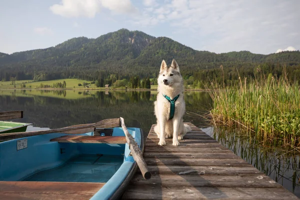 Beautiful Husky Dog Sitting Lake — Stock Photo, Image