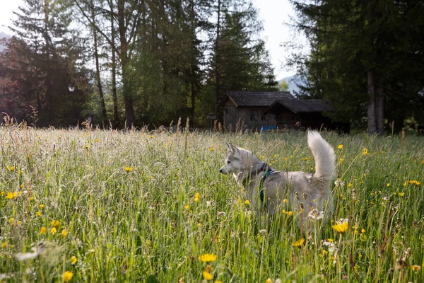 Çayırdaki Güzel Husky Köpeği — Stok fotoğraf