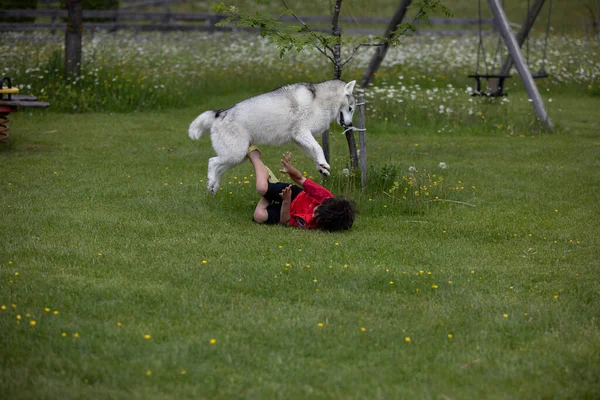 Собака Породы Хаски Играет Маленьким Мальчиком Детской Площадке — стоковое фото