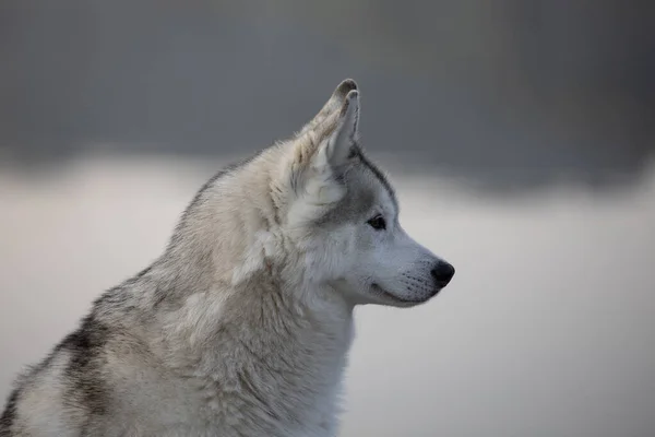 Husky Köpeğinin Güzel Yakın Çekimi — Stok fotoğraf
