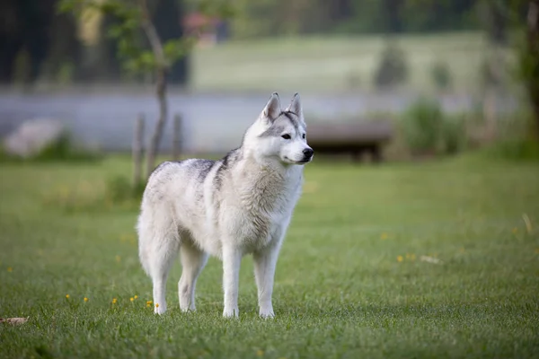 Schöner Husky Hund Auf Einer Wiese — Stockfoto