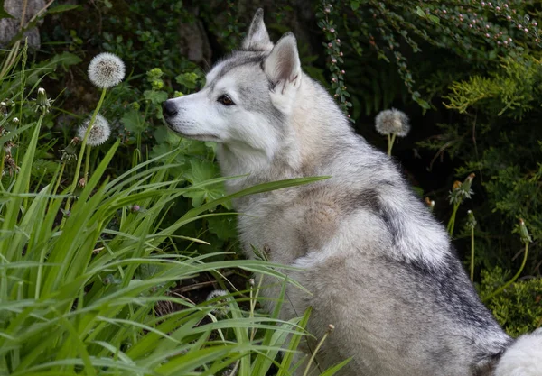Mooie Husky Hond Kijkend Naar Een Paardebloem — Stockfoto