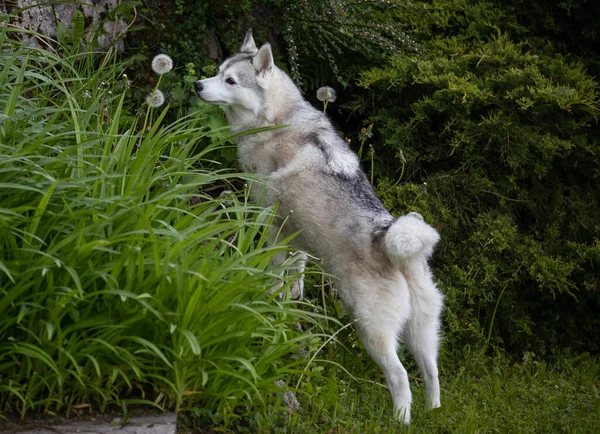 Cão Husky Bonito Olhando Para Dente Leão — Fotografia de Stock