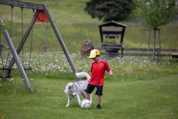 Красивый Молодой Мальчик Играет Своей Хаски Собака Мяч Лицензионные Стоковые Фото