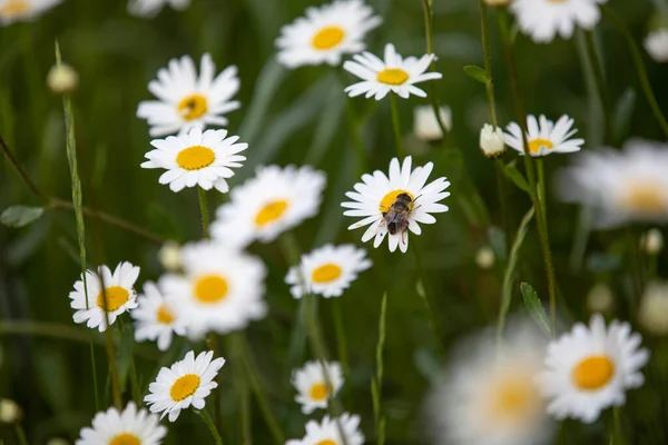 Gänseblümchen Auf Einem Feld Mit Einer Biene lizenzfreie Stockbilder