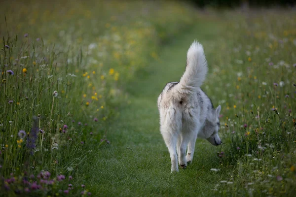 Schöner Husky Hund Geht Auf Einer Wiese Spazieren lizenzfreie Stockfotos