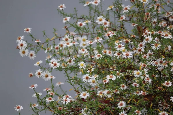 Nehir kıyısındaki fundalık