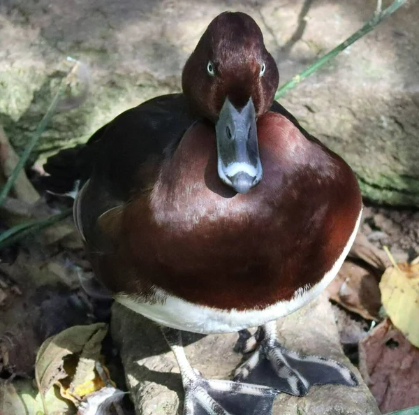 Ferruginous Duck Lost — Stok fotoğraf