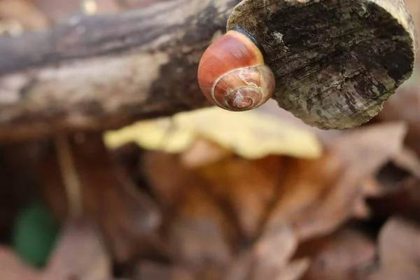 Red Black Lipped Snail Tree Stump — Stock Photo, Image