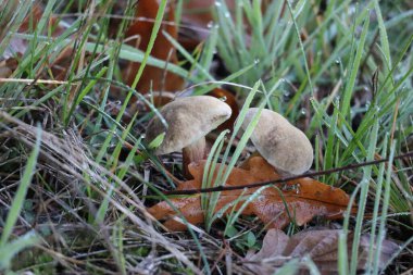 Genç kırmızı Bolete 'yi bir çift olarak çatlattı.