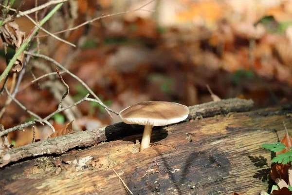 satin-shield Mushroom grows through a Tree stump