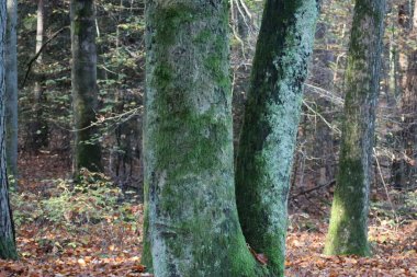 Beech yosununda ilkel görünümlü sümük kalıbı