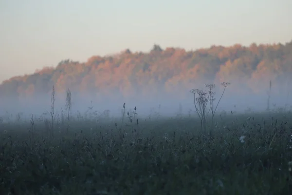 青い時間に霧とハーブの牧草地 — ストック写真
