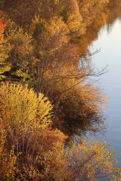 Bare Tree Dominates Autumnal River Landscape — стоковое фото
