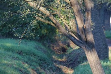 Romantik bir patikada boş kanalizasyon kanalı
