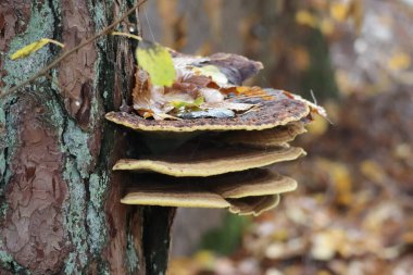 Spruce 'de sonbahar yapraklarıyla kozalaklı labirent.