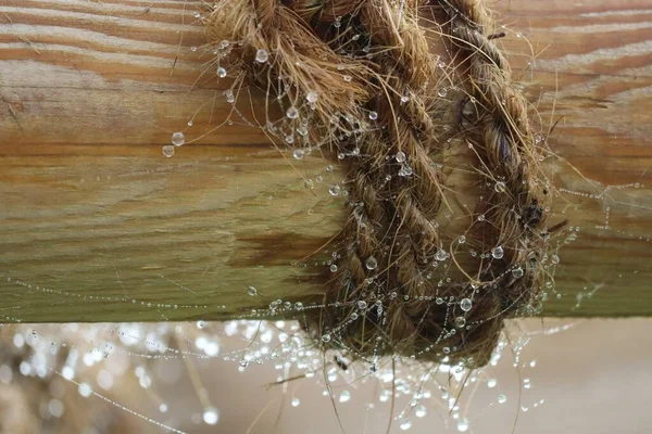 Mighty Drops Dew Entwine Rope — Stock Photo, Image