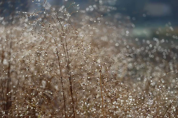 Çimenlerin Üzerindeki Çiy Damlaları Yakutları Üretir — Stok fotoğraf