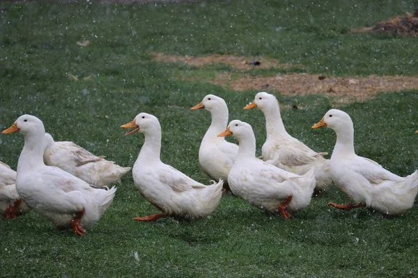 Patos Pequim Cantam Enquanto Marcham Neve — Fotografia de Stock